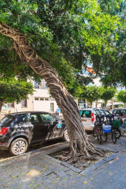 TEL AVIV, ISRAEL - 17 Eylül 2017: Bu şehrin sokaklarında büyüyen bir banyan ağacının şaşırtıcı ve alışılmadık gövdesi.