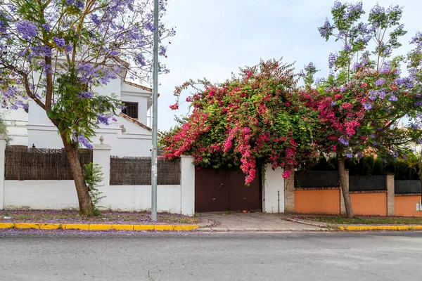 Andalusia Spagna Maggio 2017 Tratta Piante Esotiche Bouganville Jacaranda Che — Foto Stock