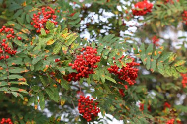 Bunlar sonbaharın başındaki Kızıl Rowan 'ın kızılötesi örnekleri..
