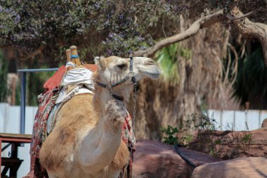 Bu tek hörgüçlü bir deve eyeri..