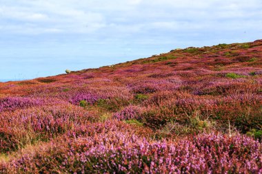 Burası Fransa, Brittany 'nin engebeli sahillerinde bir bozkır..