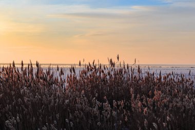 Bunlar, Ukrayna 'da kış günbatımında Arapların tükürük okunun yakınındaki buzlu sazlıklar..