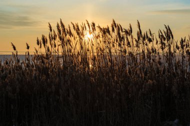Bunlar, Ukrayna 'da kış günbatımında tuz bataklığının yanındaki sazlıklar..