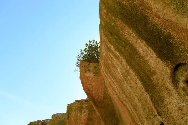 Esta Uma Planta Que Cresce Borda Uma Encosta Rochosa Sem — Fotografia de Stock