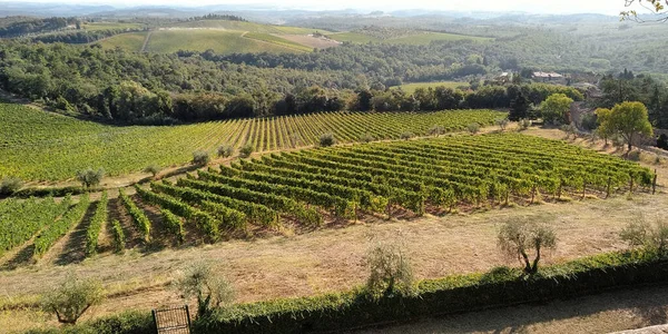 Jest Panorama Pagórkowatej Doliny Chianti Toskanii Pokrytej Lasami Winnicami — Zdjęcie stockowe