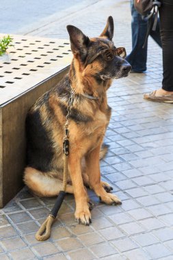 BARCELONA, İspanya - 12 Mayıs 2017: Bu parlak bir bahar gününde güneş gözlüğü takan bir köpek..
