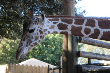 Zürafa hayvanat bahçesinde marul yiyor.