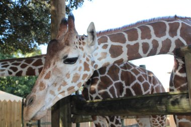 Zürafa hayvanat bahçesinde marul yiyor.