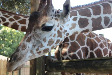 Zürafa hayvanat bahçesinde marul yiyor.