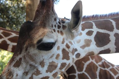Zürafa hayvanat bahçesinde marul yiyor.