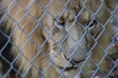 Erkek Aslan Kafes Arkasında Yaklaş. 