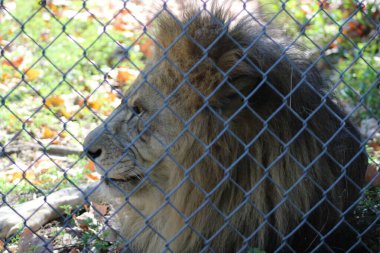 Erkek Aslan Kafes Arkasında Yaklaş. 