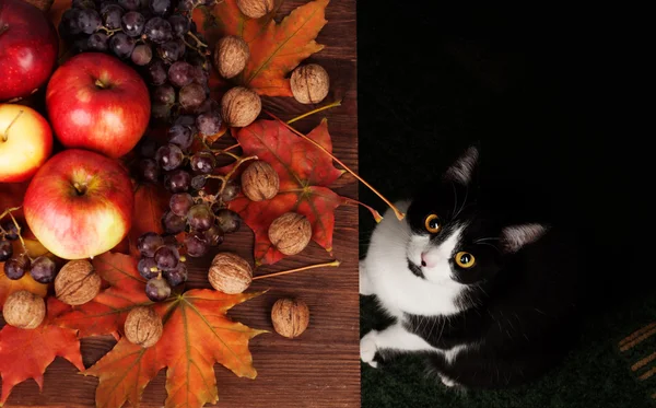 Gato preto-e-branco, que olha para a mesa com outono ainda vida. Gato que olha para a câmara. Imagem acolhedora Outono simbolizando amizade fotógrafo e gato — Fotografia de Stock