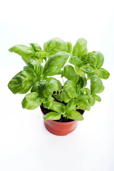 A pot of fresh green basil on a brown wooden board. White background. Isolated object. Vegan concept — Stock Photo, Image