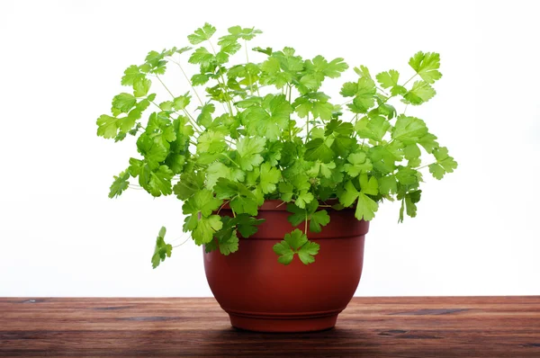 A pot of fresh green parsley on a brown wooden board. White background. Isolated object. Vegan concept — Stock Photo, Image