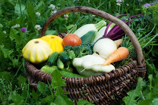 Wicker basket with harvest collected on a background of  grass. Squash, zucchini, tomatoes, corn, cucumbers, onions, beets, carrots. Vegan concept. Natural organic farm products — Stock Photo, Image