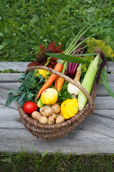 Wicker basket with harvest collected on a background of wooden planks and grass. Squash, zucchini, tomatoes, corn, cucumbers, onions, beets, carrots. Vegan concept. Natural organic farm products — Stock Photo, Image