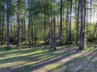 Orman Igneada Kirklareli Türkiye Trakya Avrupa 