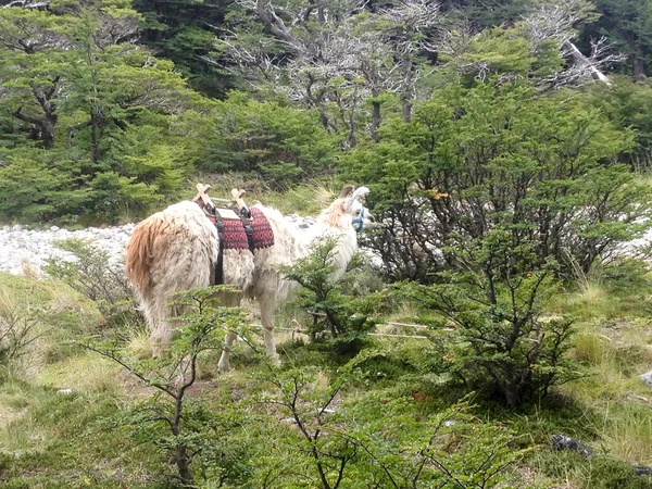 Góra Fitz Roy — Zdjęcie stockowe