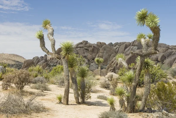 Joshua Tree Ulusal Parkı, ABD