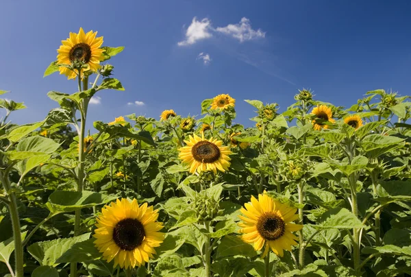 Ayçiçeği Hollandalı peyzaj