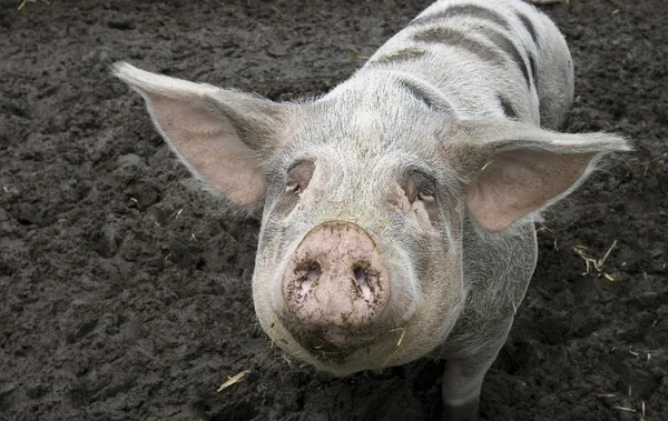 Çamurdaki domuz