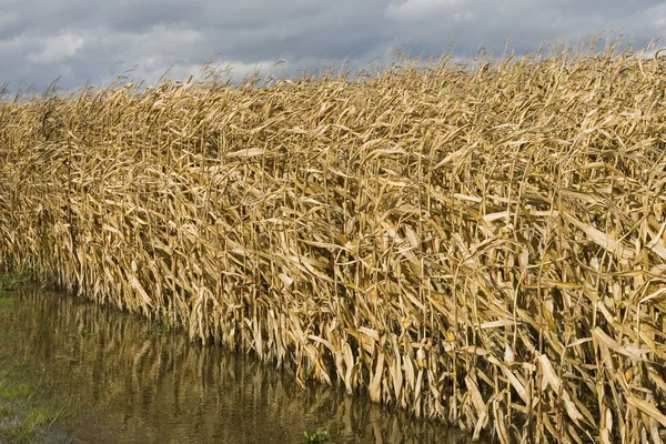Hollanda 'daki mısır tarlası