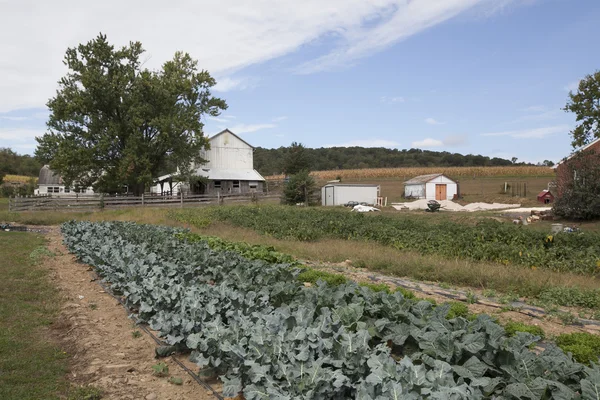 Amish kırsal, Amerika Birleşik Devletleri