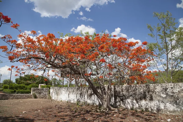 Meksika gösterişli ağaç