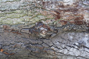 Ahşap doku arka plan / ahşap doku