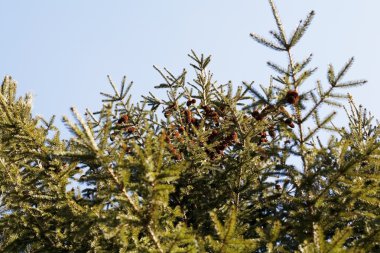 Çam kozalakları üzerinde gökyüzü 