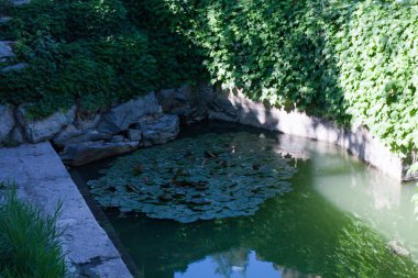 Bir gölet içinde bitki hayatı ve bir şelale