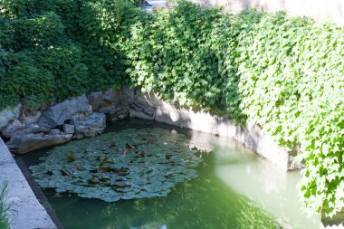 Bir gölet içinde bitki hayatı ve bir şelale