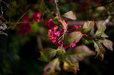 Güzel botanik fotoğrafı, doğal duvar kağıdı.