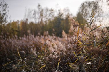 Ormanda sonbahar yaprakları