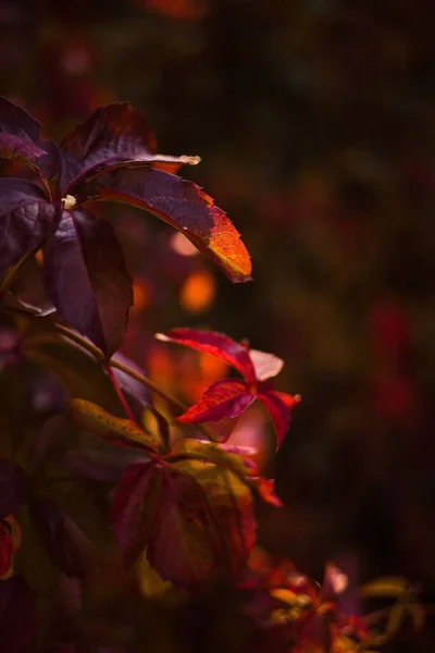 Güzel botanik fotoğrafı, doğal duvar kağıdı.
