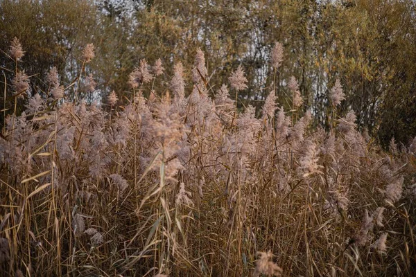 Güzel botanik fotoğrafı, doğal duvar kağıdı.