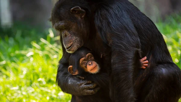 Portrait Cute Baby Chimpanzee Her Mother Showing Affection Each Other — Stock Photo, Image