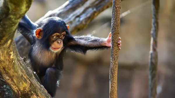 Cute Month Old Baby Chimpanzee Climbing Vine — Stock Photo, Image