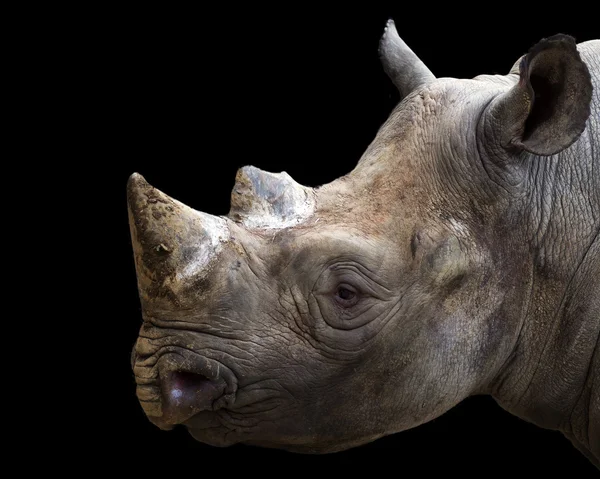 Black Rhinoceros Portrait — Stock Photo, Image