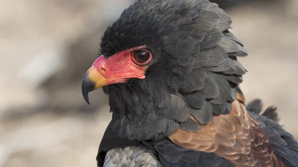 Bateleur eagle portresi — Stok fotoğraf