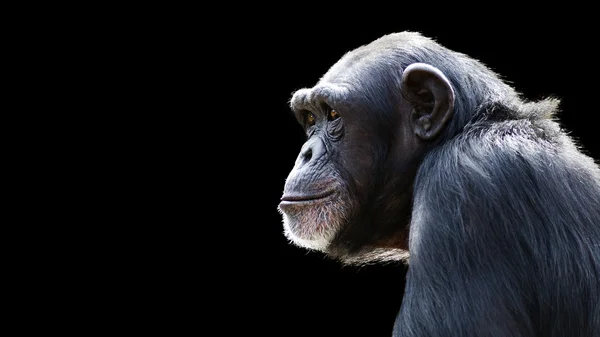 Χιμπατζής προφίλ σε μαύρο φόντο — Φωτογραφία Αρχείου