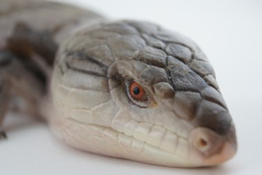 Mavi dil Skink beyaz arka plan