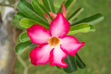 pembe Impala lily