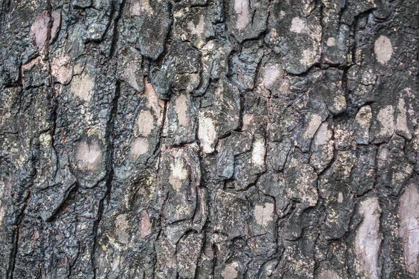 Hnědé dřevo kůra — Stock fotografie