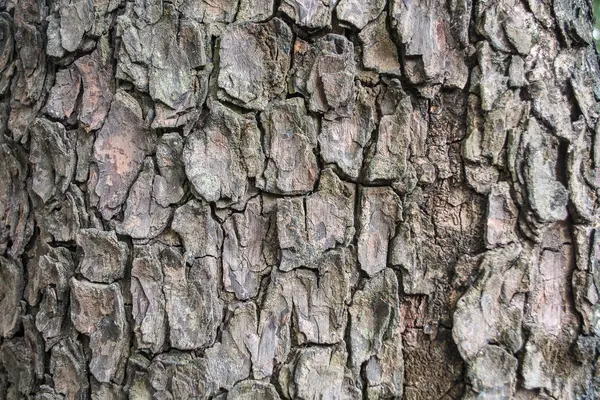 Hnědé dřevo kůra — Stock fotografie