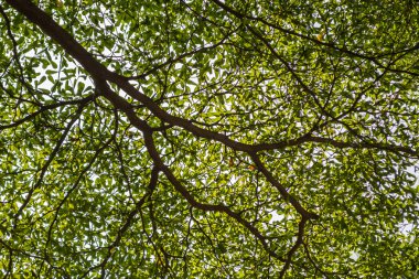 Yağmur ağaç yaprakları desen