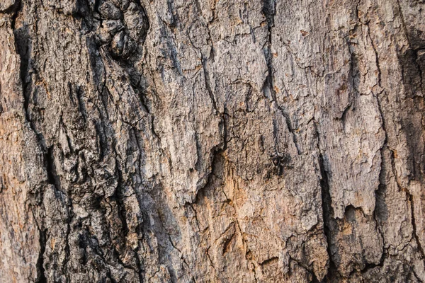 Hnědé dřevo kůra vzor — Stock fotografie