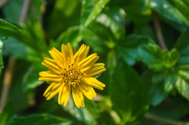 Sarı Wedelia çiçek