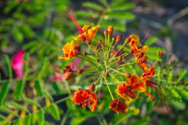 Turuncu tavuskuşu çiçek